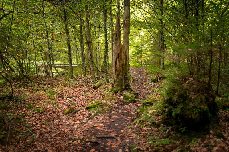 The trail through the beautiful canyon of the Slowacki Raj National Park