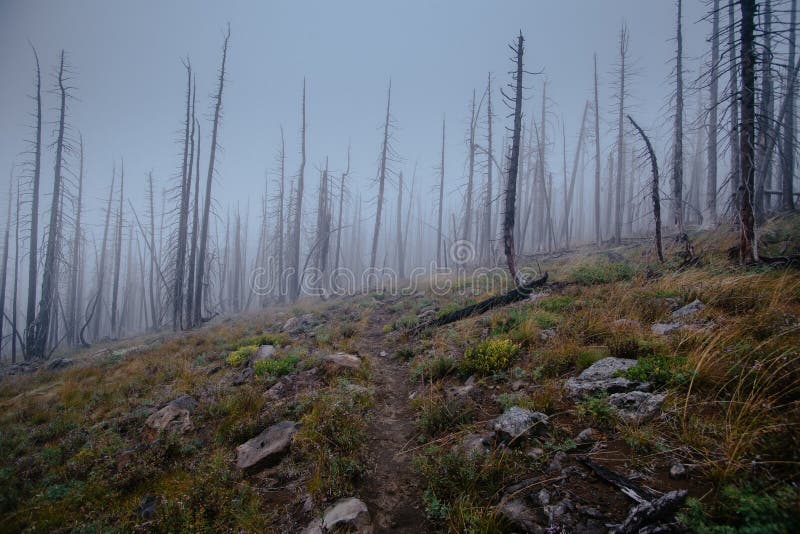 Trail between burnt trees, disapearing in the fog, during dark day royalty free stock photography Trail between burnt trees, disapearing in the fog, during dark day royalty free stock photography