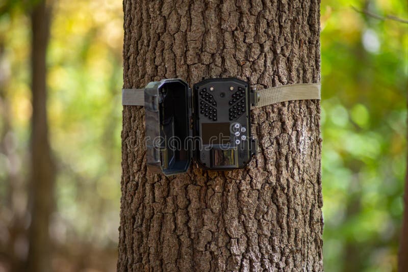 Trail camera strapped to tree in the woods, bokeh background