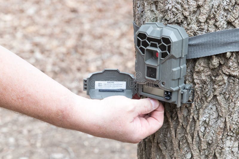 A trail camera strapped on a tree.