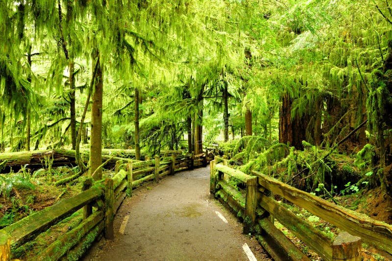 Trail through Cathedral Grove, Vancouver Island, Canada