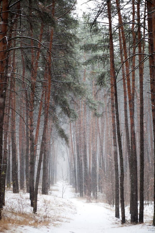 Trail in coniferous forest in winter royalty free stock photo