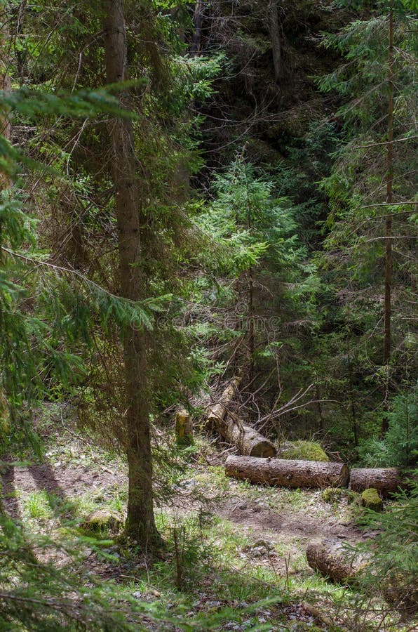 Trail in the forest