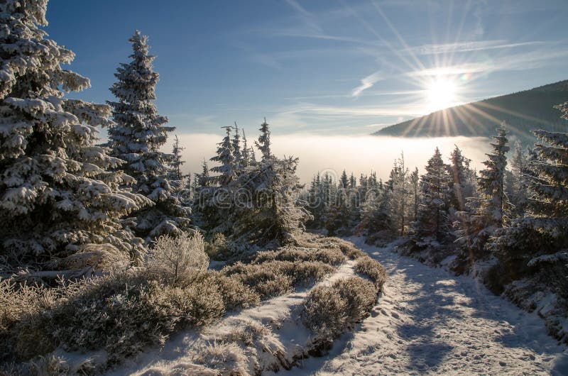 Trail in forest 2, winter time, Giant Mountains, Czech Republic