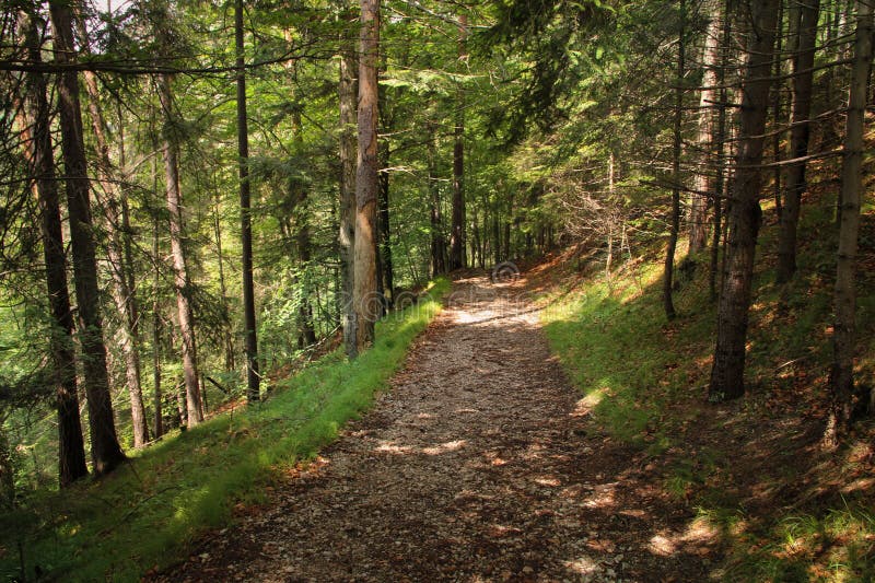 A trail leading through more forest places in the Slovak Paradise National Park