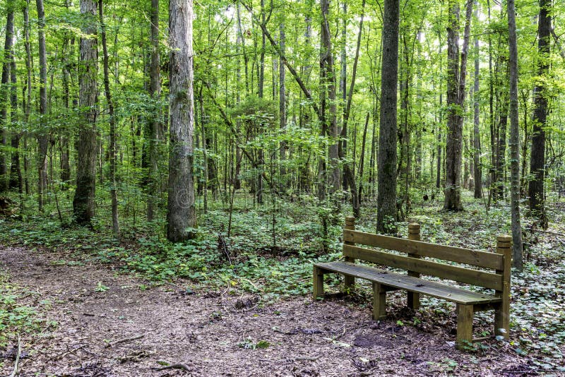 Trail leads through an Alabama park with a wood bench