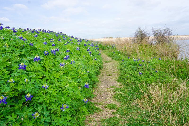 A Trail Lined with Bluebonnets along Brush Creek Lake in Texas stock photography A Trail Lined with Bluebonnets along Brush Creek Lake in Texas stock photography
