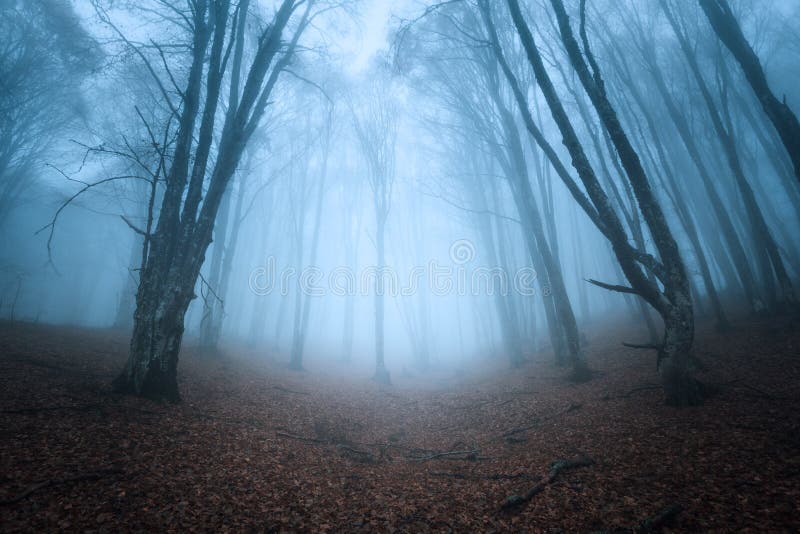 Marciapiede attraverso misterioso buio vecchio foresta nebbia.