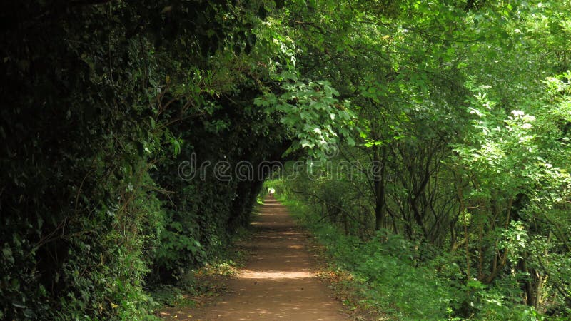 Trail, patch with trees along stock photos