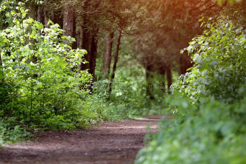 Trail Path in Green Forest Park, Tourism and Hiking Trips Outdoors