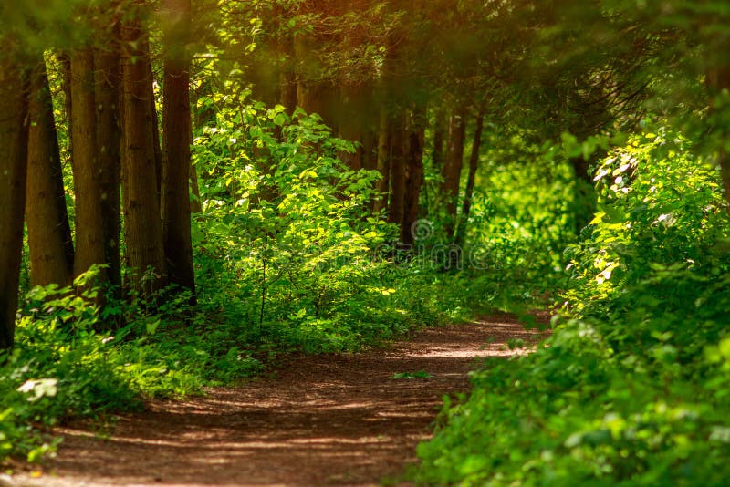 Trail Path in Green Forest Park, Tourism and Hiking Trips Outdoors
