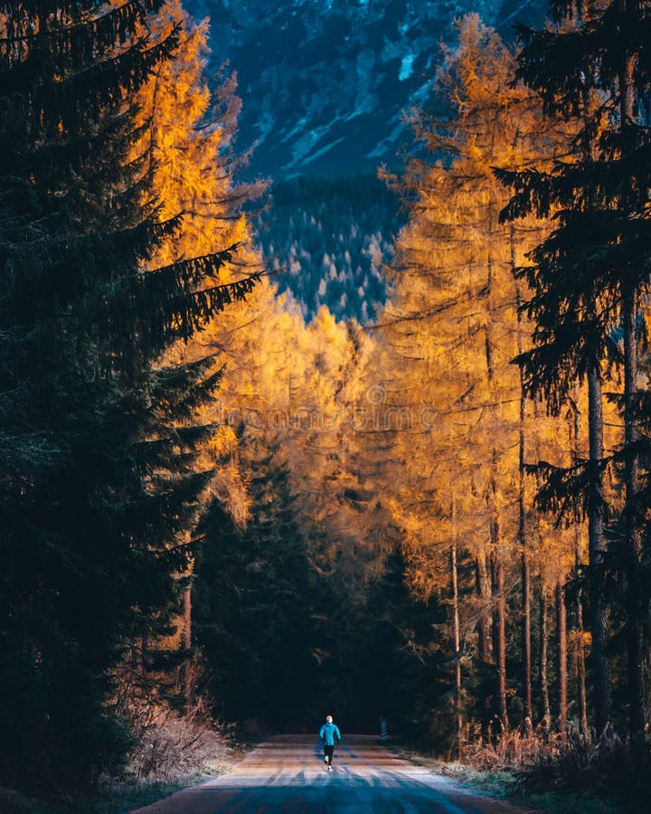 Trail runner vlak v jesennej prírode. Vysoké Tatry, Slovensko