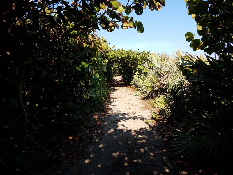 Trail in Sand or Tunnel in Beach Grapes in Puerto Rico Stock Photo