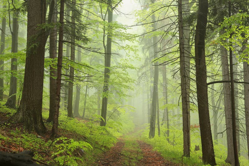 trail through springtime deciduous forest with beech trees covered with lush foliage in foggy weather the footpath leads to the