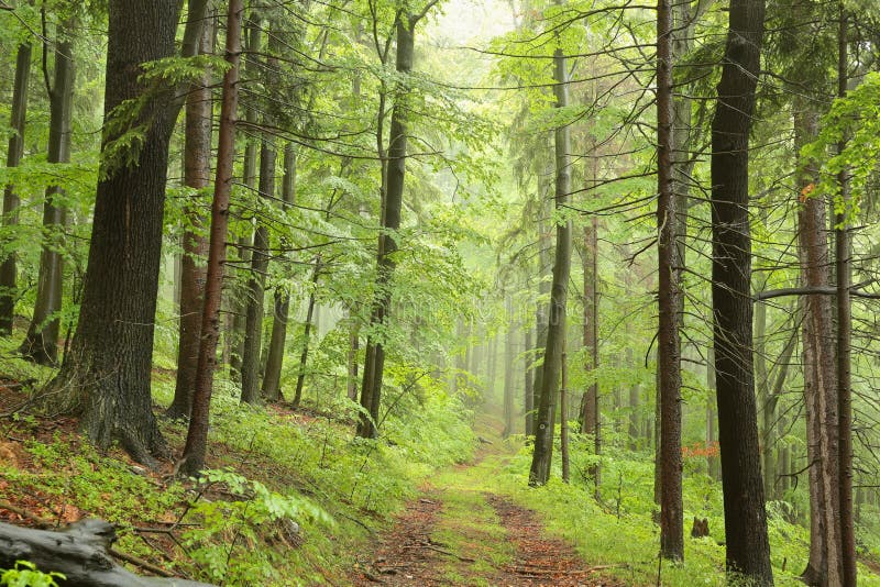 trail through springtime deciduous forest with beech trees covered lush foliage in foggy weather the footpath leads to top of