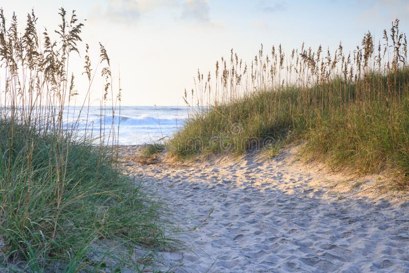 Well traveled sandy pathway through the sea oats to the Atlantic Ocean in the Outer Banks of North Carolina. Well traveled sandy pathway through the sea oats to the Atlantic Ocean in the Outer Banks of North Carolina.