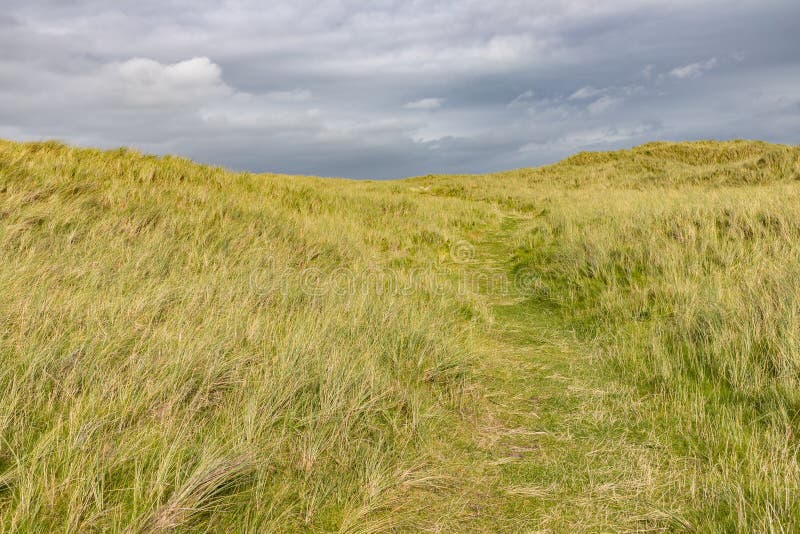 Trail in Vegetation at Bertra Beach Stock Photo Image of ireland