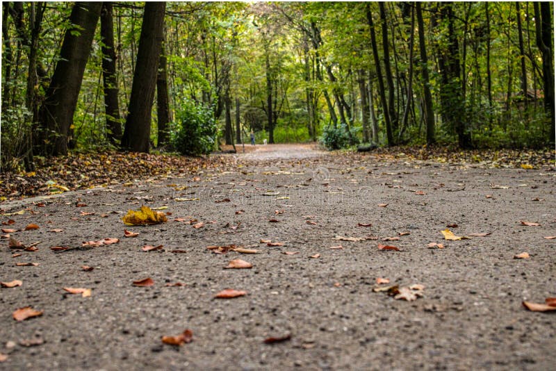 Trails in the Woods Near Me Exploring Nature at Our Doorstep
