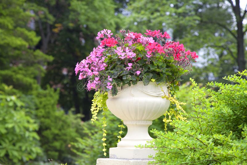 ou planter geranium