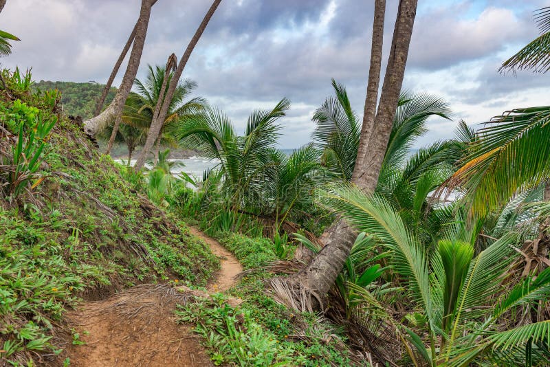 Trailway from havaizinho to Gamboa beach in the woods