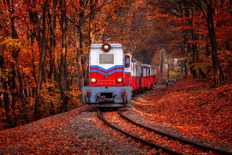 Train coming in the autumn forest