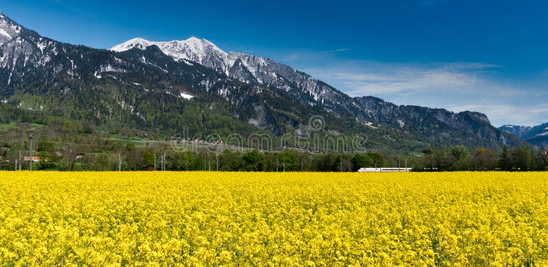 Train speeding through country landscape with snowcapped mountains and rapeseed canola fields