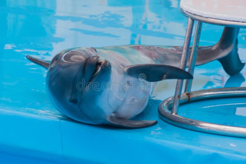 Trained Dolphin in the Aquarium, Dolphinariums. Show with Dolphins