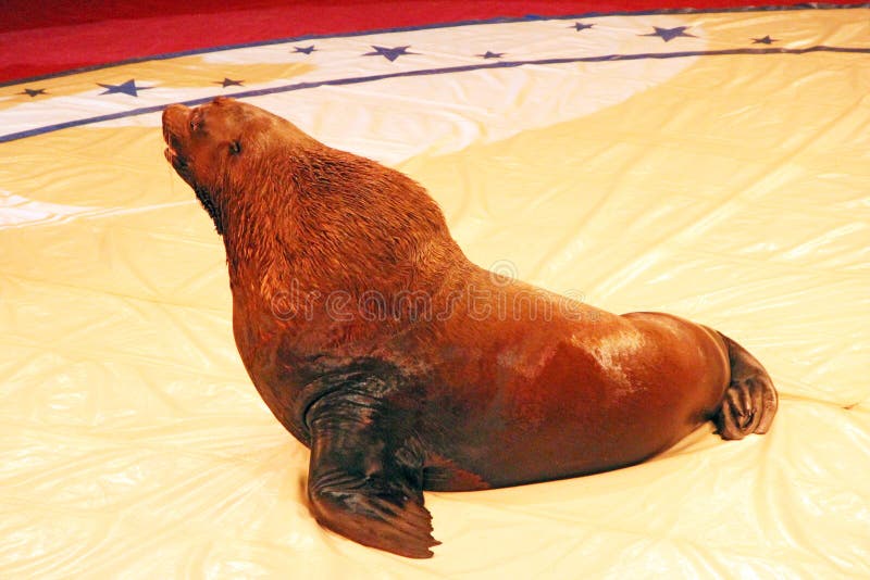 Trained sea lion on arena in circus royalty free stock image Trained sea lion on arena in circus royalty free stock image