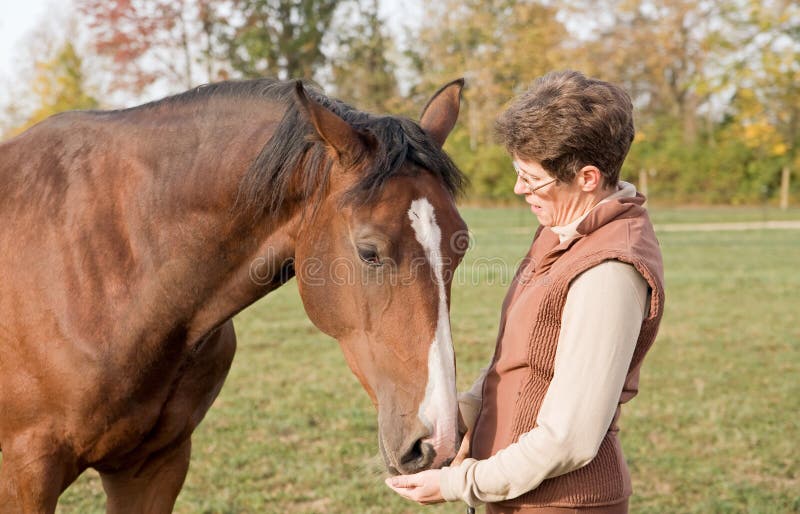 Trainer Feeding Horse stock photos