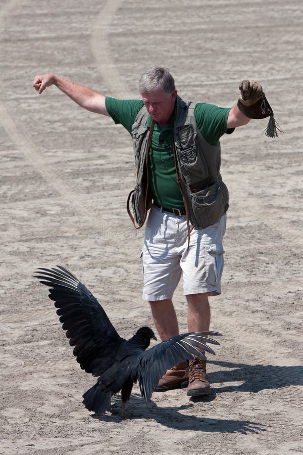 Bird Trainer Holding an Eastern Screech Owl Stock Image Image of