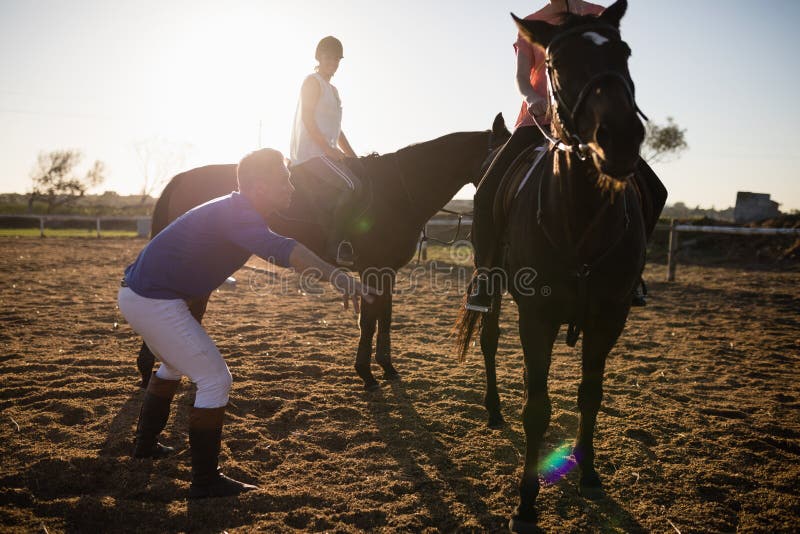 Horse training stock photo. Image of horse, racer, runner 8339820