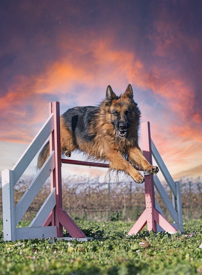 Training of agility stock photo. Image of sheepdog, agility 236192038