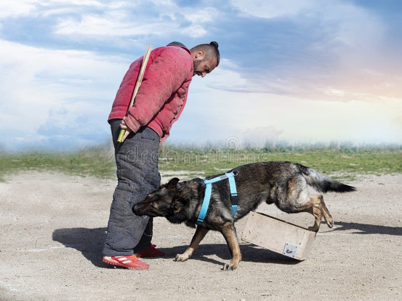 Training of german shepherd