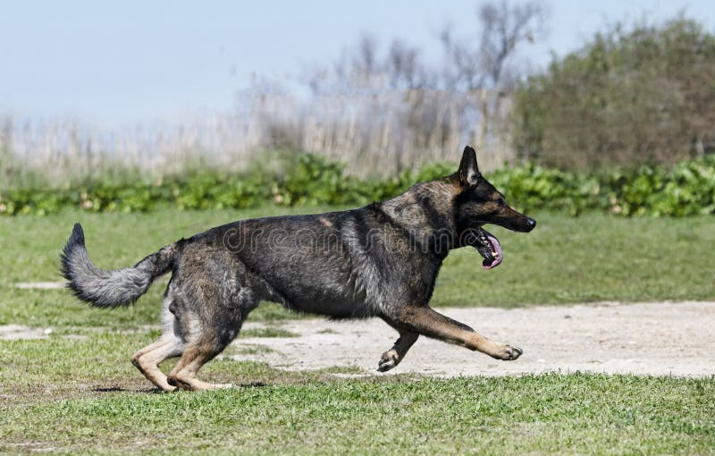 Training of German Shepherd Stock Photo Image of biting, puppy 245189372
