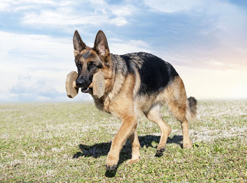 training of german shepherd