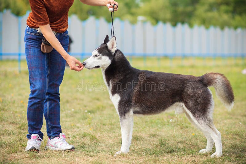 Best Siberian Husky Training Equipment