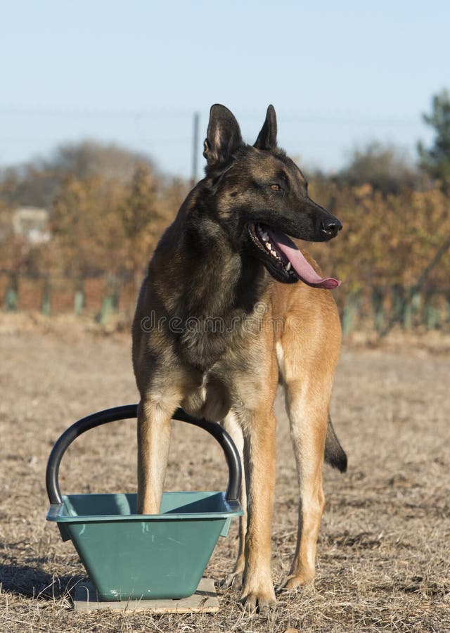 belgian malinois raw diet