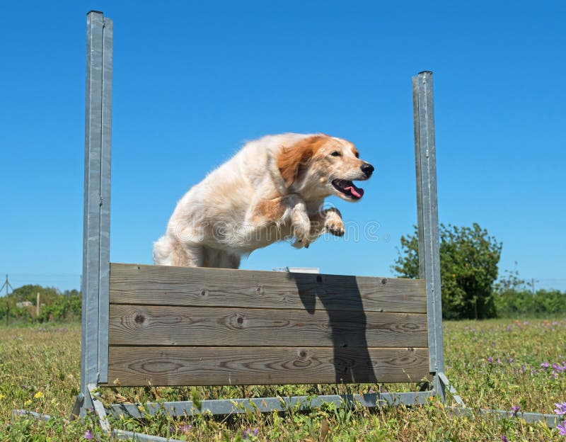 Training of obedience stock image. Image of jumping, playing 95129887