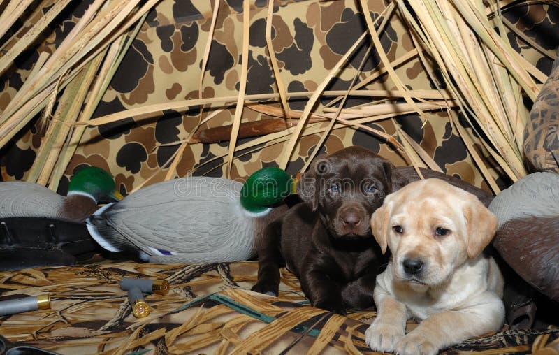 Training a Puppy Labrador Dog about Hunting Stock Image Image of