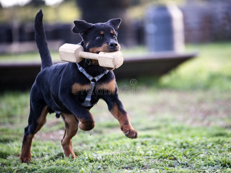 Training of Puppy Rottweiler Stock Image Image of obedience, guard