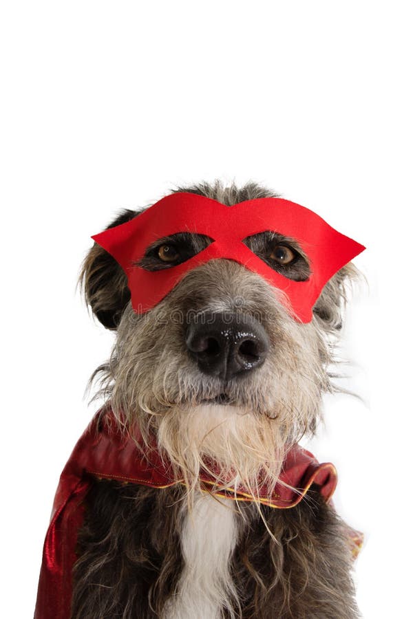 TRAJE DO SUPER-HER?I DO C?O DO CLOSE-UP CACHORRINHO ENGRA?ADO QUE VESTE UMA M?SCARA VERMELHA E UM CABO Carnaval ou Dia das Bruxas fotos de stock royalty free TRAJE DO SUPER-HER?I DO C?O DO CLOSE-UP CACHORRINHO ENGRA?ADO QUE VESTE UMA M?SCARA VERMELHA E UM CABO Carnaval ou Dia das Bruxas fotos de stock royalty free
