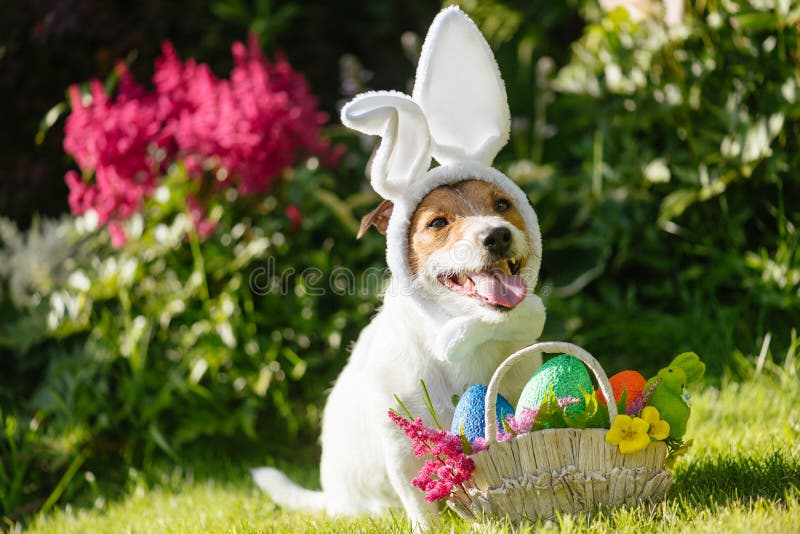 Traje vestindo do coelhinho da Páscoa do cão engraçado e cesta festiva com ovos coloridos