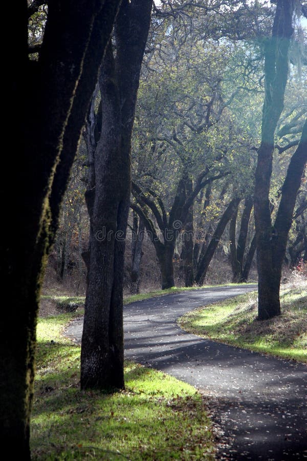 A Path through the trees. A Path through the trees