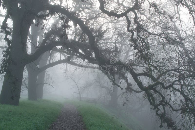 A foggy path in the woods of Northern California, in the winter, displaying leafless oak trees and green grass, and unclear way ahead- uncertainty concept. A foggy path in the woods of Northern California, in the winter, displaying leafless oak trees and green grass, and unclear way ahead- uncertainty concept