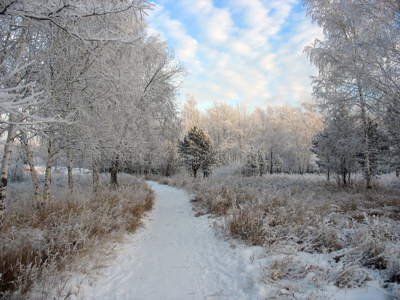 Trajeto ao parque snow-covered do inverno. Árvores gelados