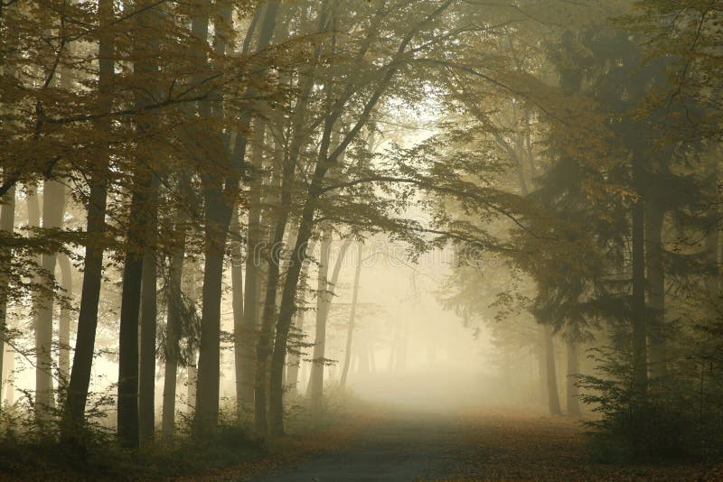 Trajeto através de uma floresta enevoada do outono no alvorecer
