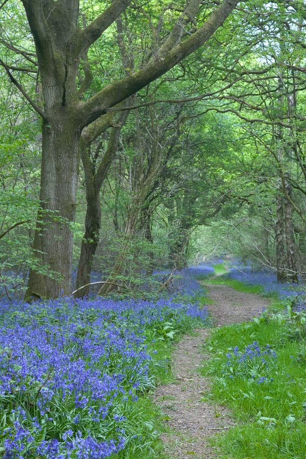 Trajeto com os bluebells imagem de stock Trajeto com os bluebells imagem de stock