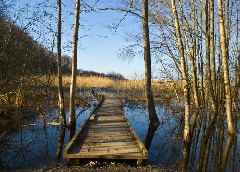 Wooden pathway over a swamp area in the early evening. Wooden pathway over a swamp area in the early evening.