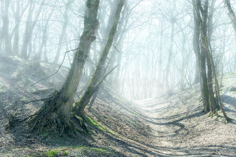 Trajeto em Forest Hills nevoento misterioso Estrada através das árvores curvadas velhas na floresta assustador da névoa densa fotos de stock Trajeto em Forest Hills nevoento misterioso Estrada através das árvores curvadas velhas na floresta assustador da névoa densa fotos de stock