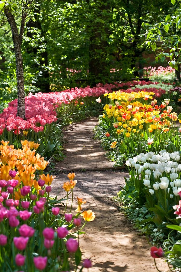 Trajeto em um jardim entre tulips imagens de stock Trajeto em um jardim entre tulips imagens de stock